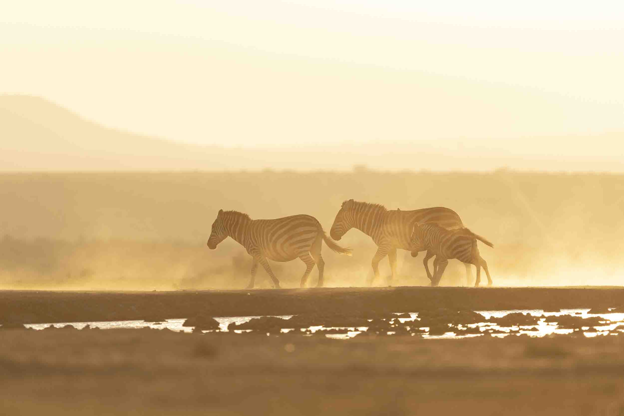 Zebras in dust in golden light, Solio Game Reserve