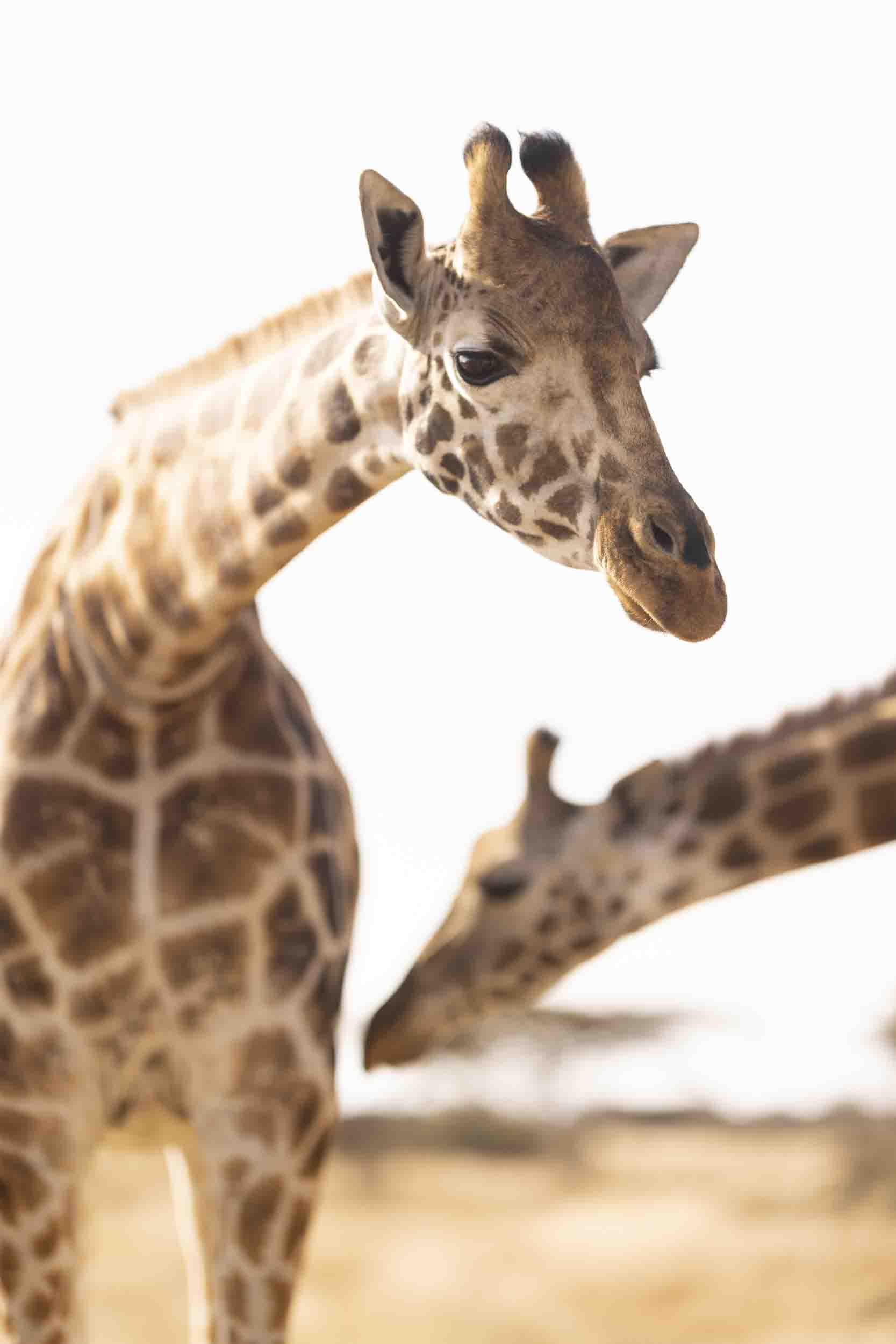 Poppy and Gloria, Rothschild giraffes at JW Marriott Mount Kenya Rhino Reserve Safari Camp, Solio Game Reserve