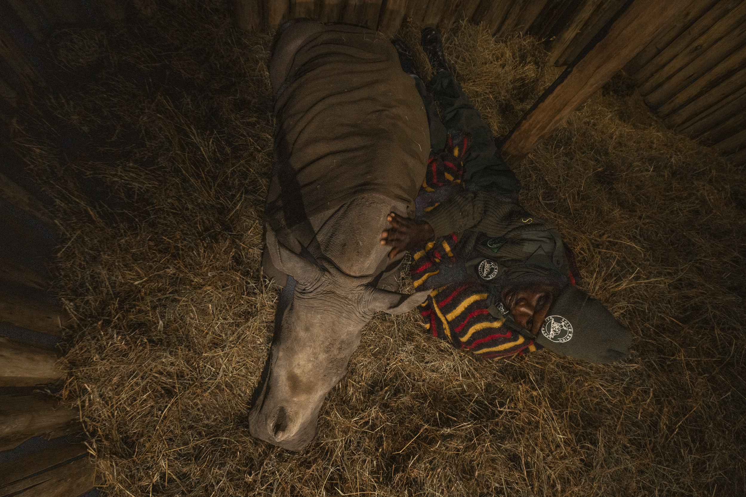 A carer beside a sleeping rhino at Solio Rhino Orphanage, Solio Game Reserve
