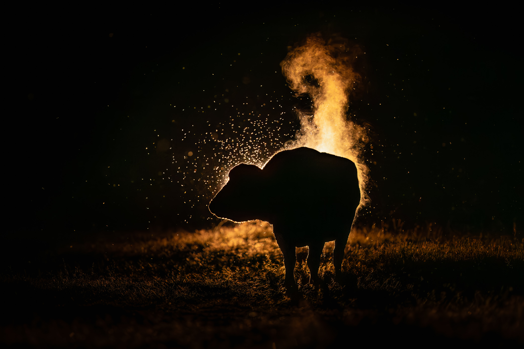 A buffalo at night, Solio Game Reserve