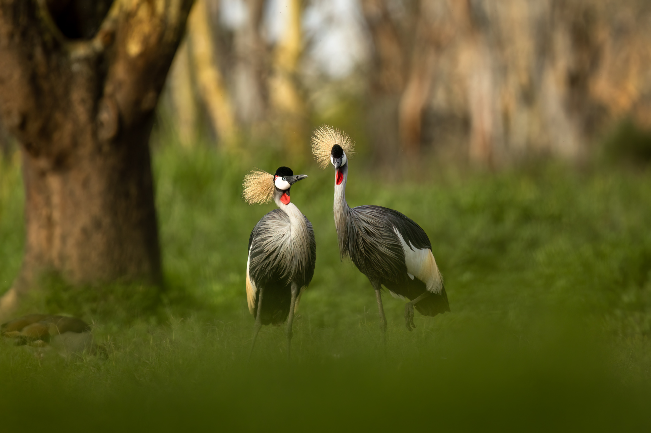Crowned cranes at Solio Game Reserve, Kenya