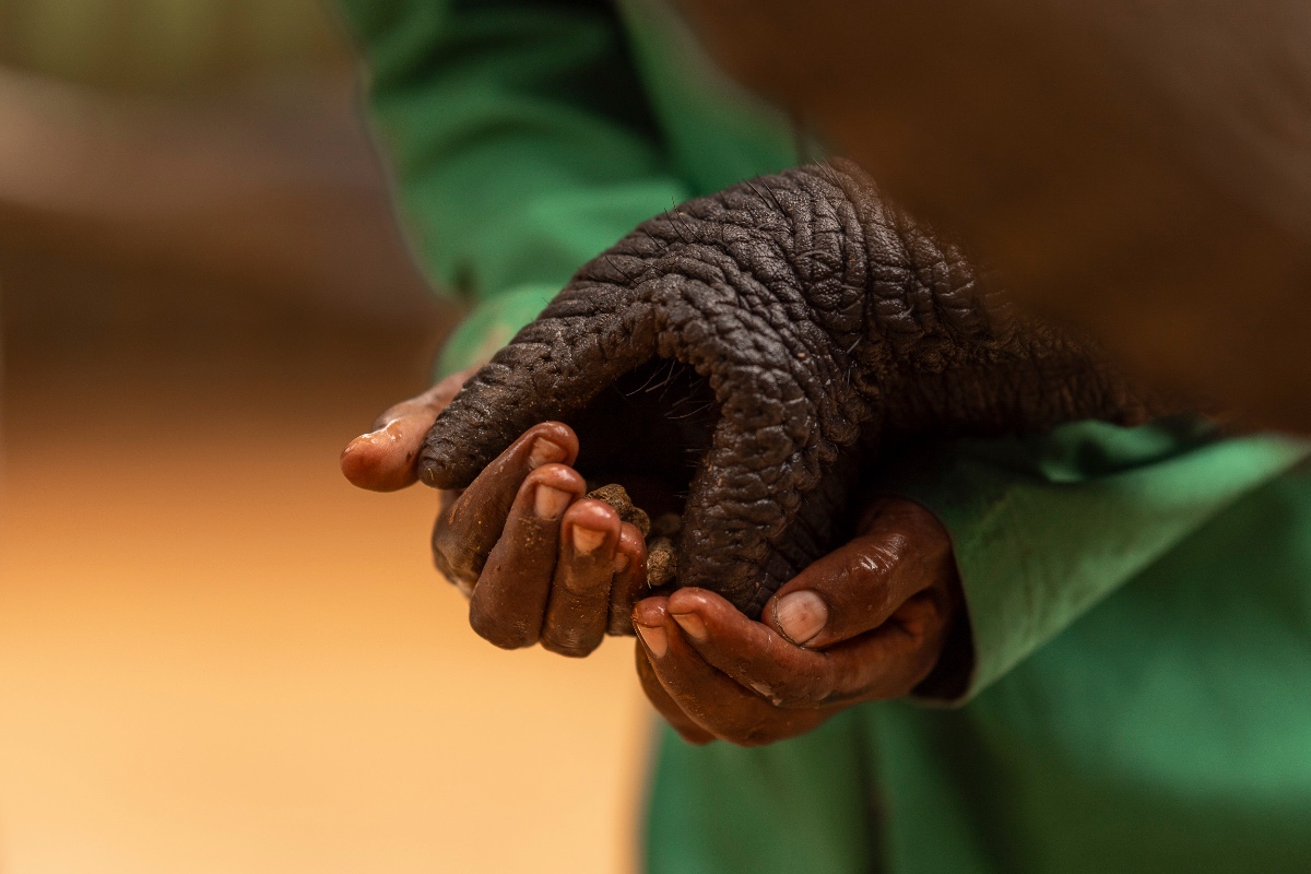 A hand resting against an elephant's trunk