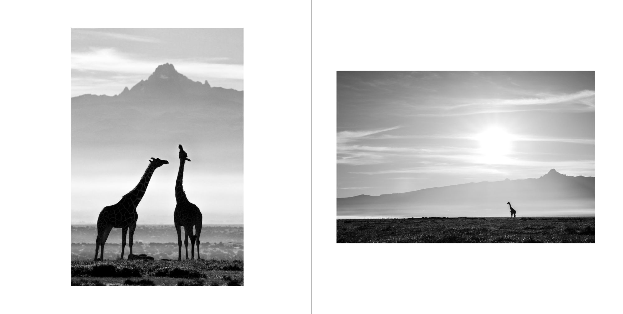A spread from the Solio book, giraffes below Mount Kenya in black and white