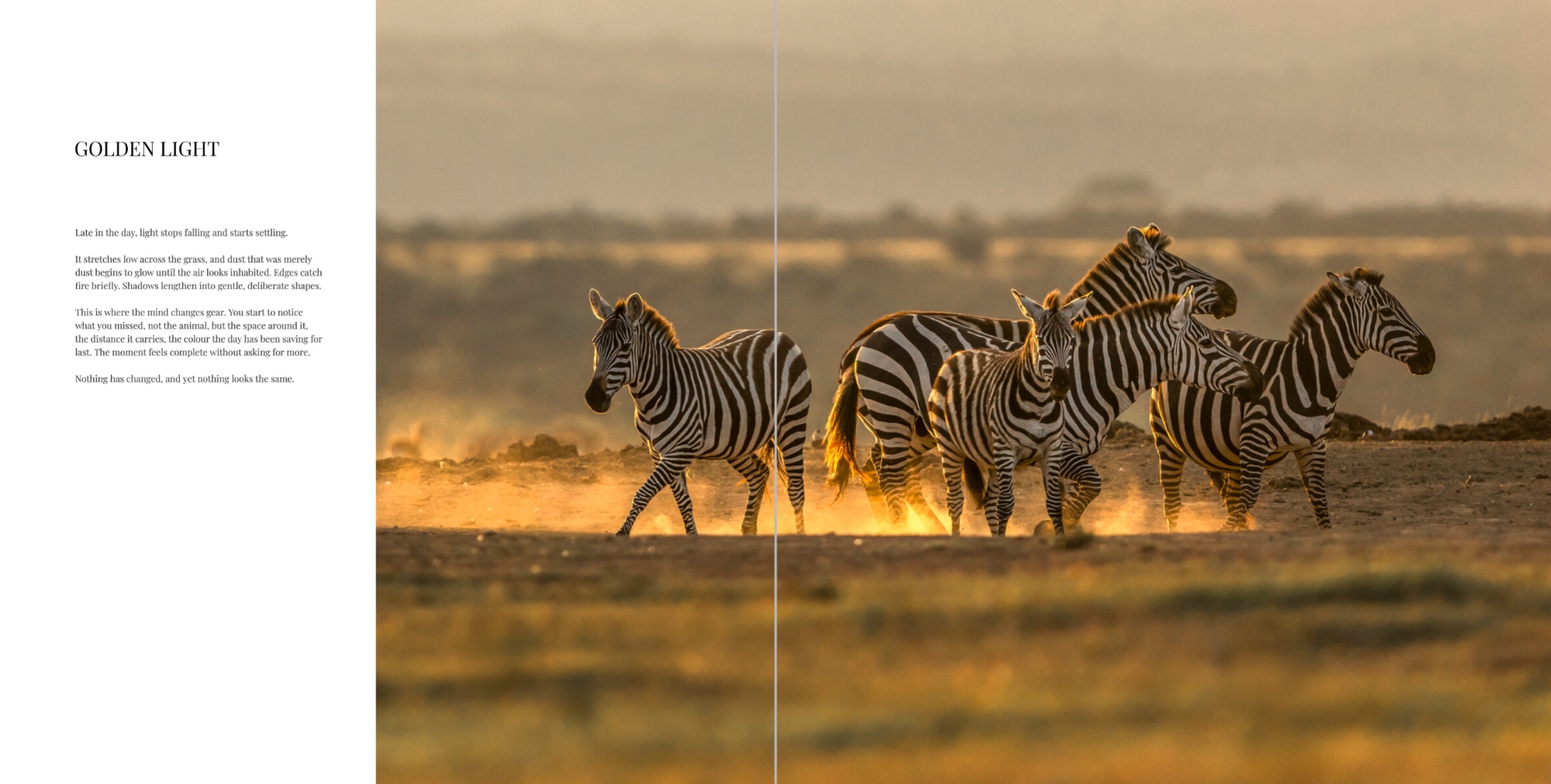 A spread from the Solio book, zebras in late light