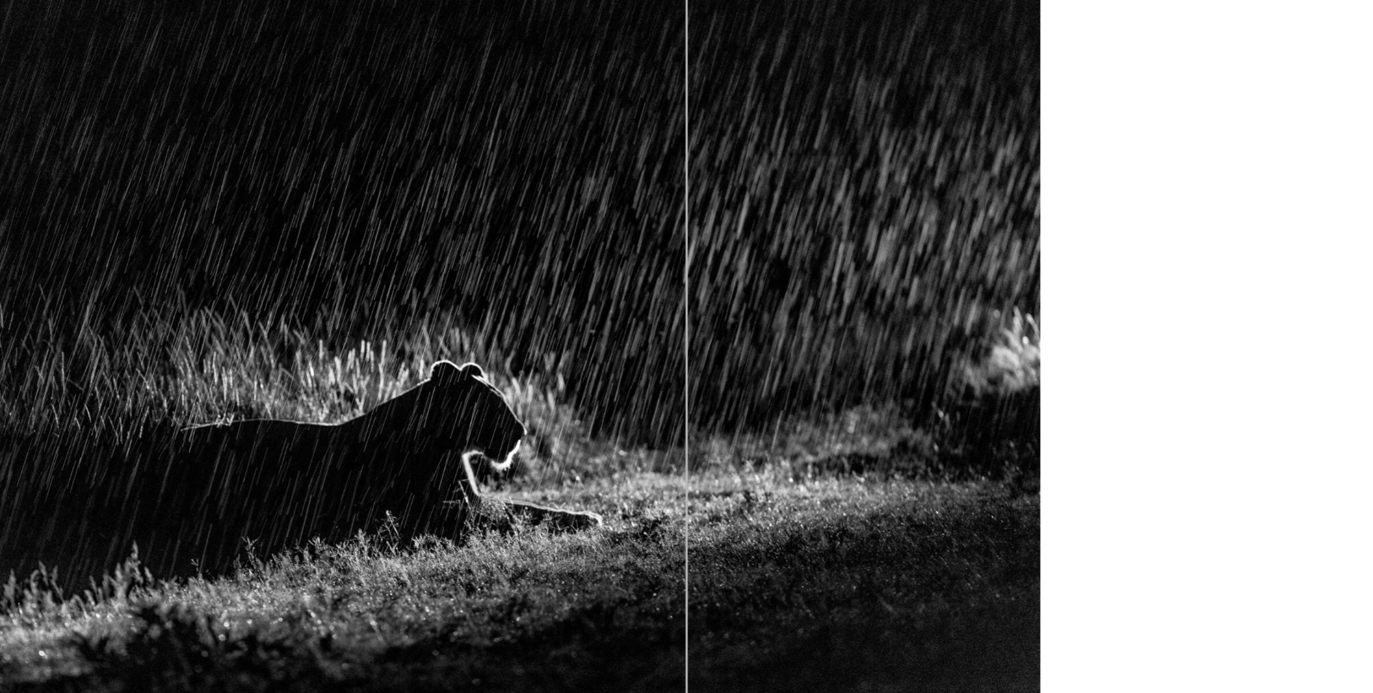 A spread from the Solio book, a lioness lying in night rain