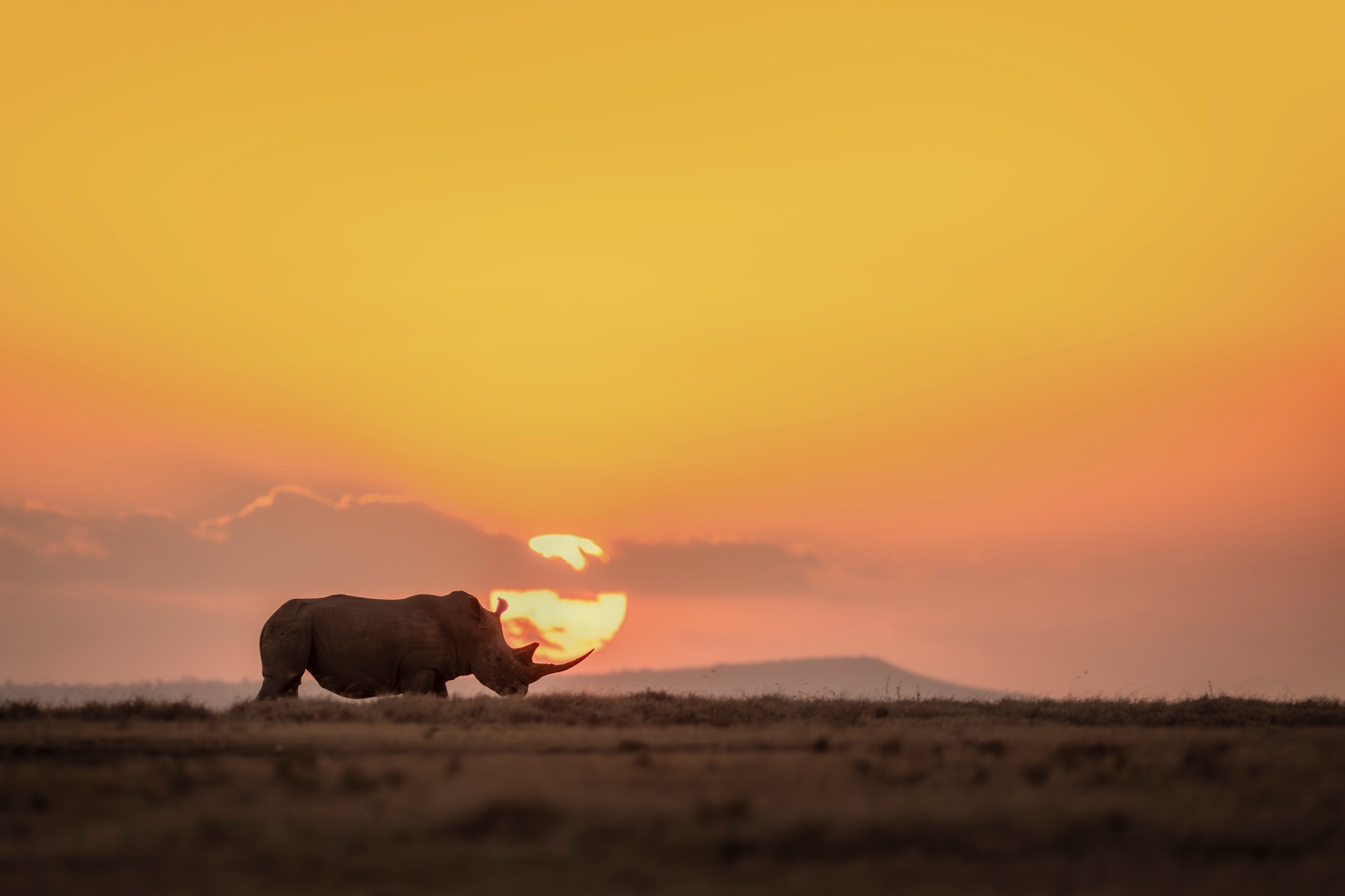 A rhino at sunset, Solio Game Reserve, Kenya
