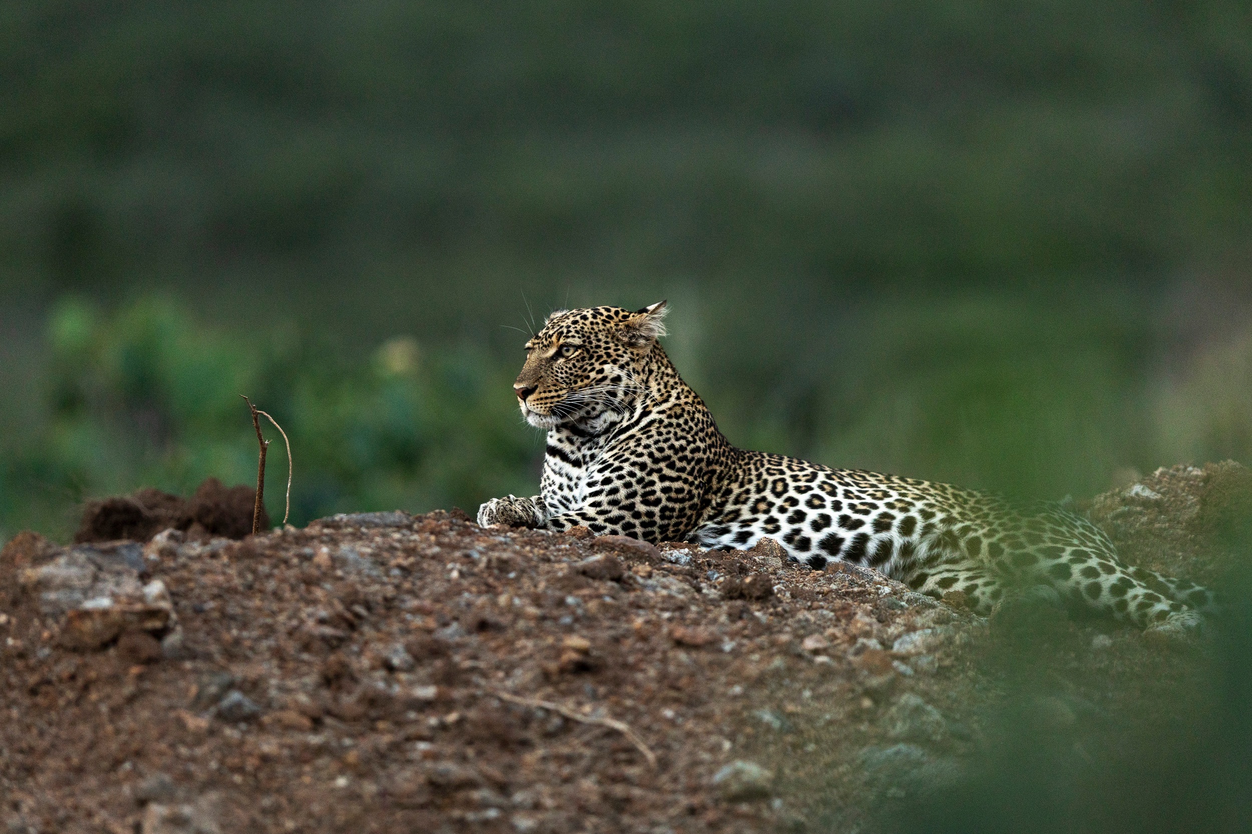 A leopard resting at Elewana Loisaba Tented Camp, Loisaba, Kenya