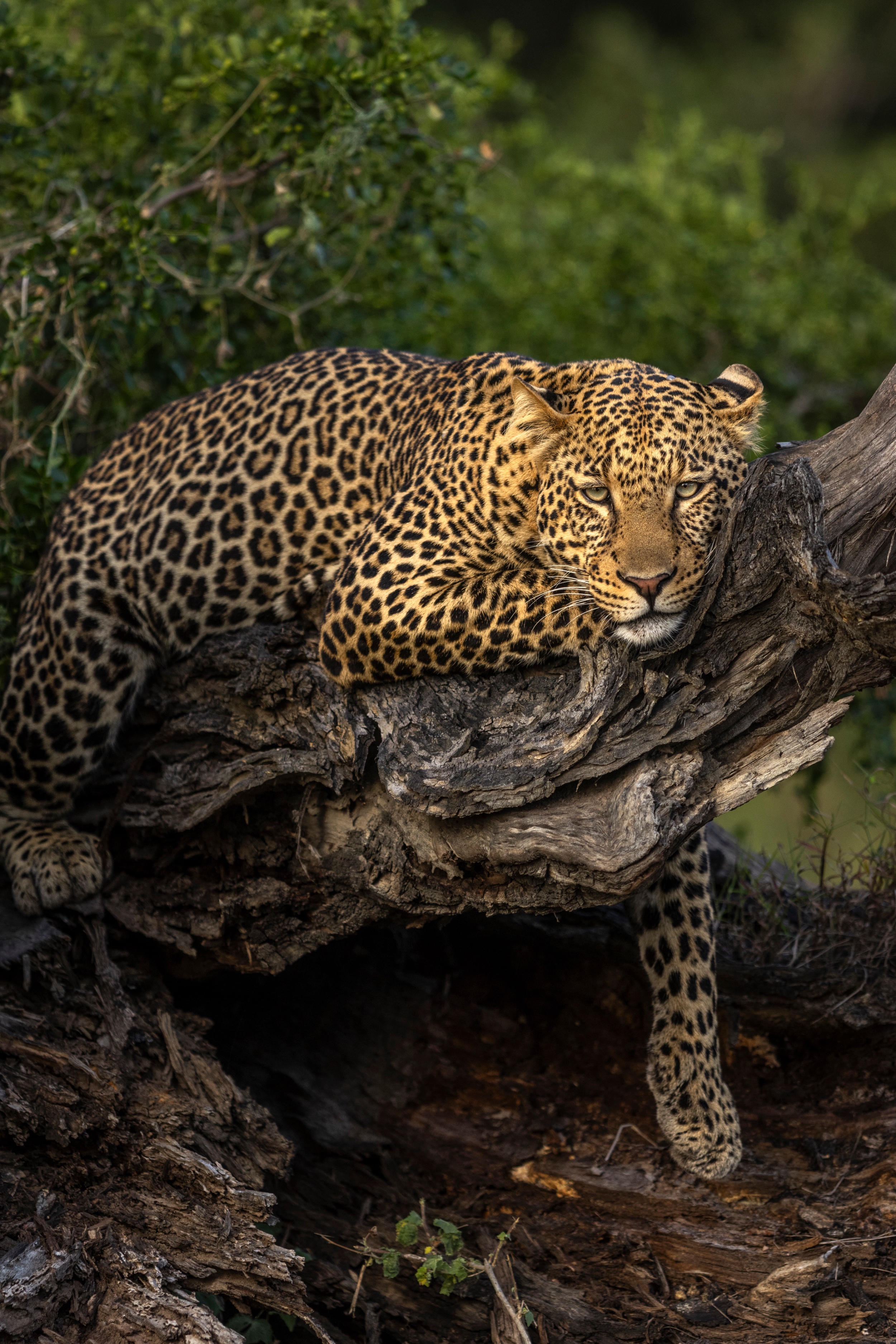 A leopard in a tree, Solio Game Reserve