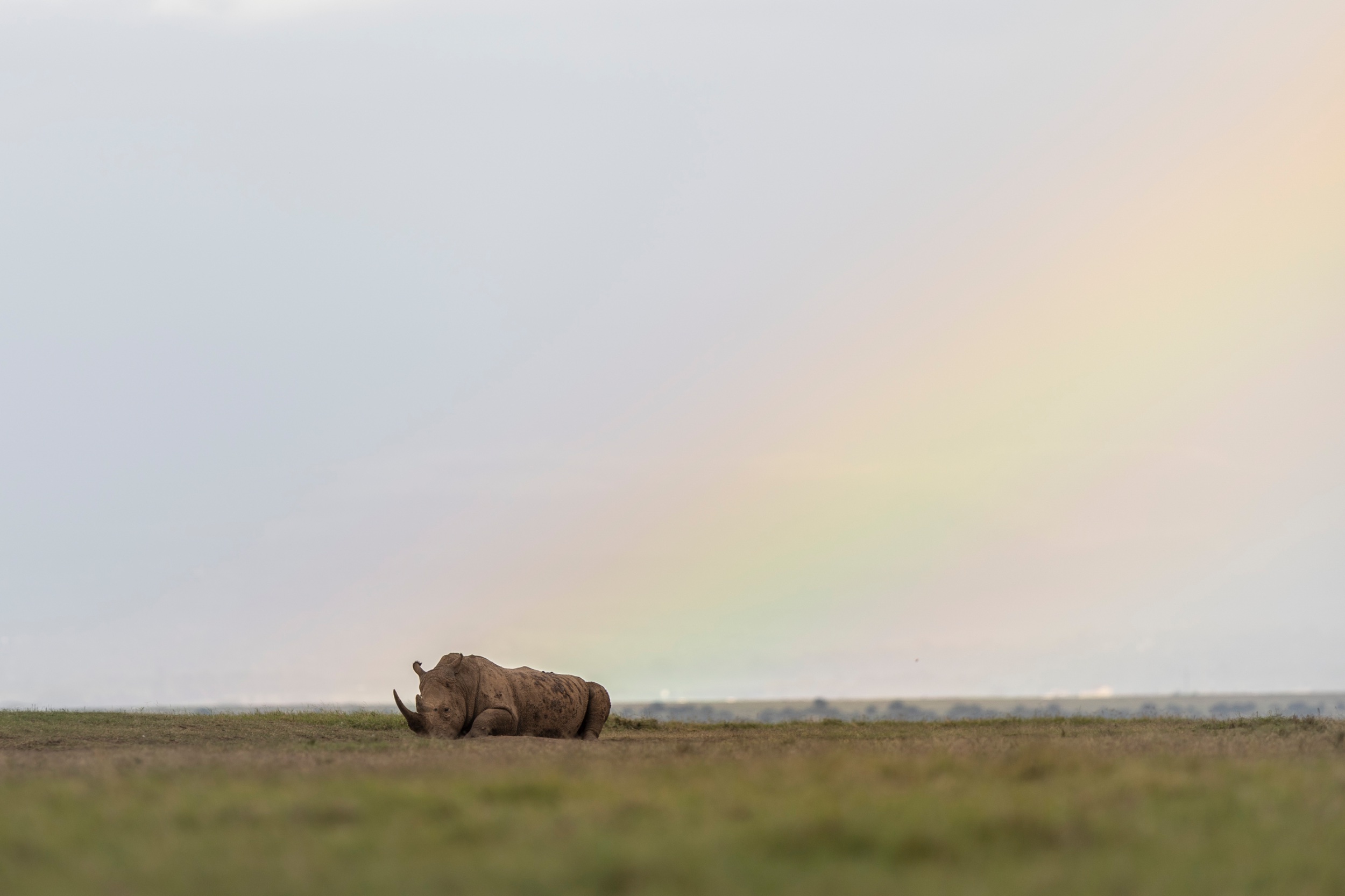 A rhino under a rainbow, Solio Game Reserve