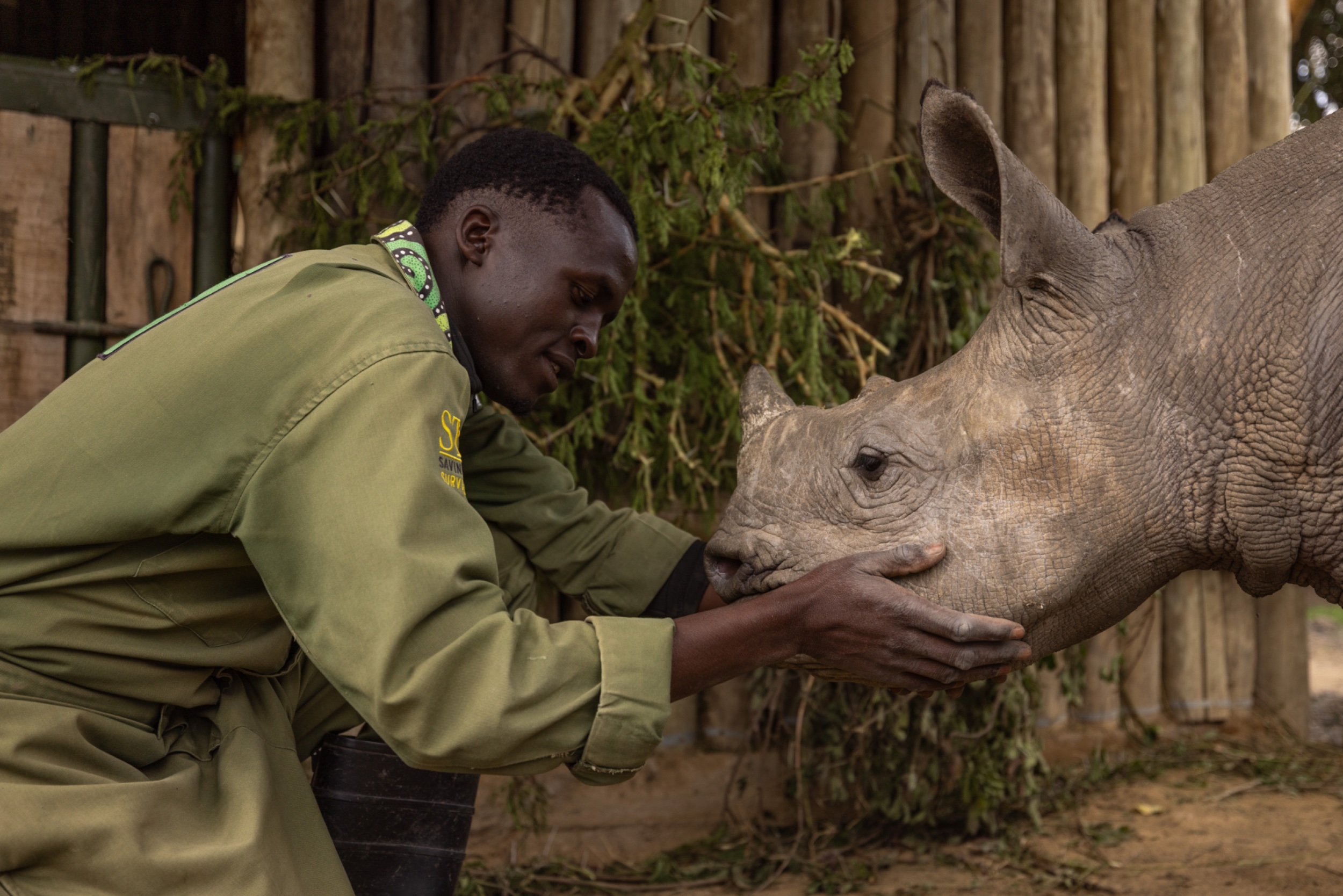 Imara, a black rhino, with a carer at Solio Rhino Orphanage, Solio Game Reserve