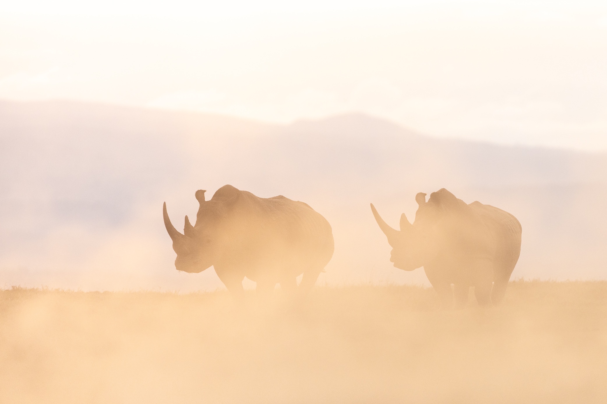 A rhino in dust at golden hour, Solio Game Reserve