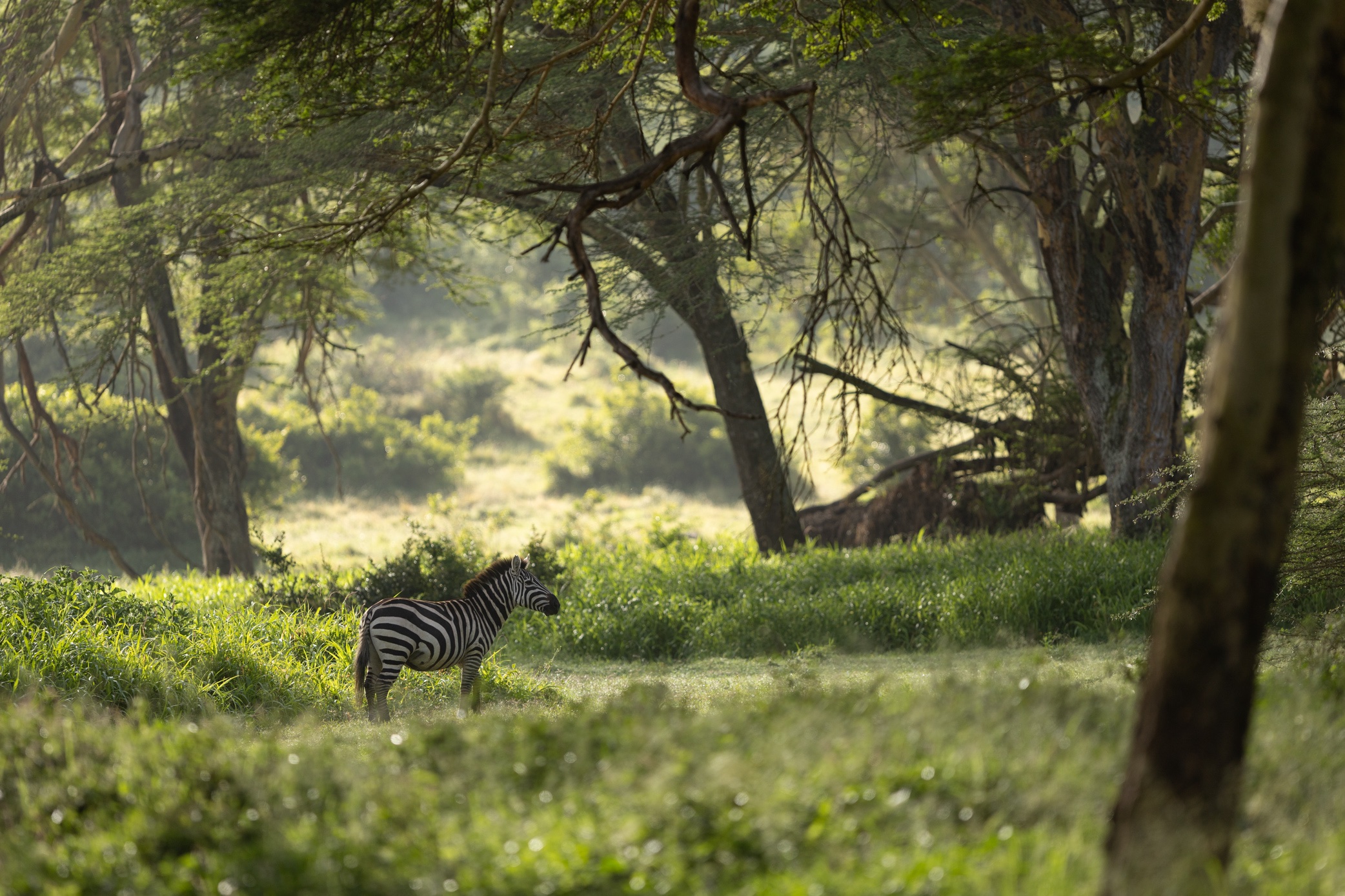 A zebra in forest, Solio Game Reserve