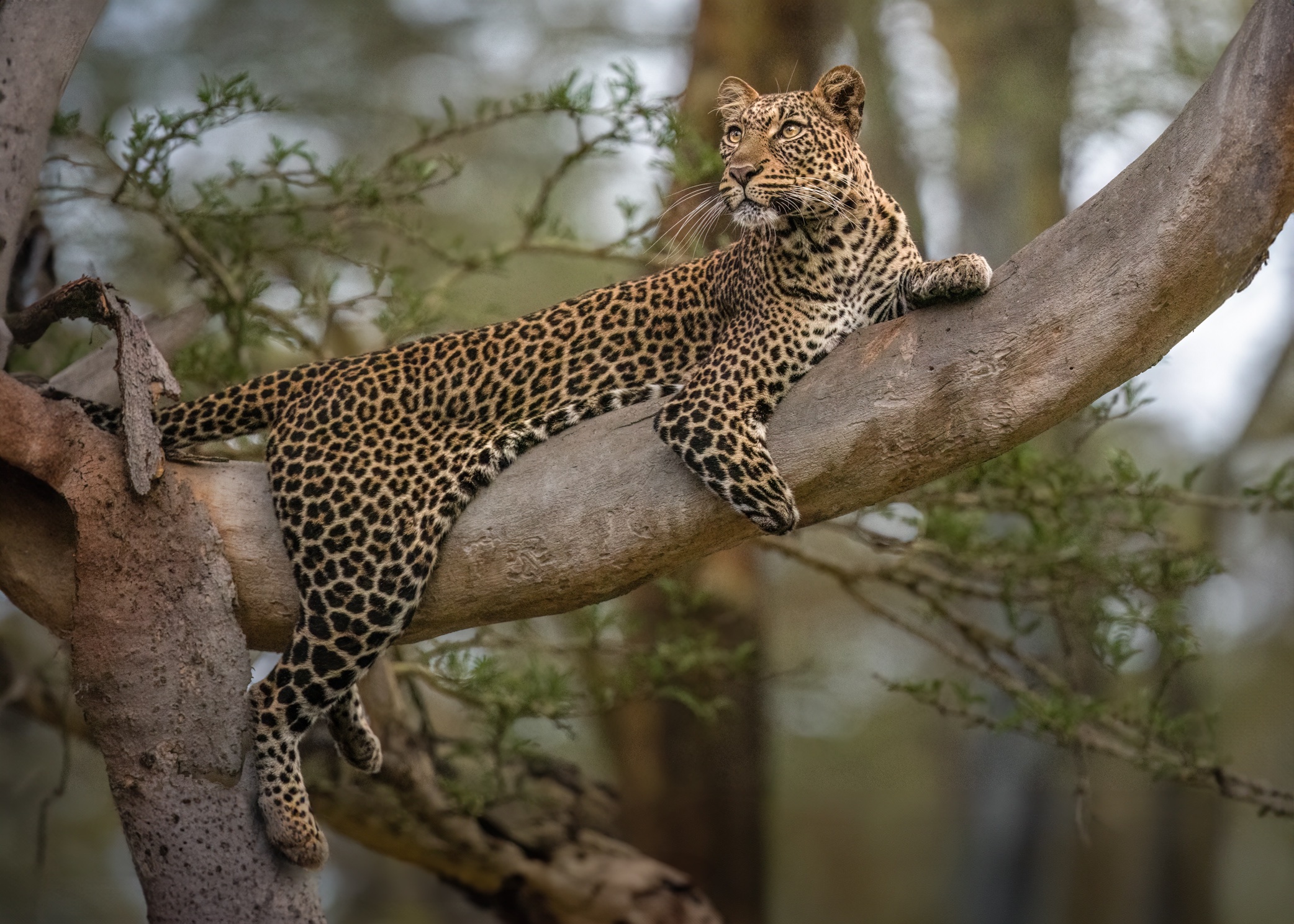 Tatu, a leopard in a tree, Solio Game Reserve